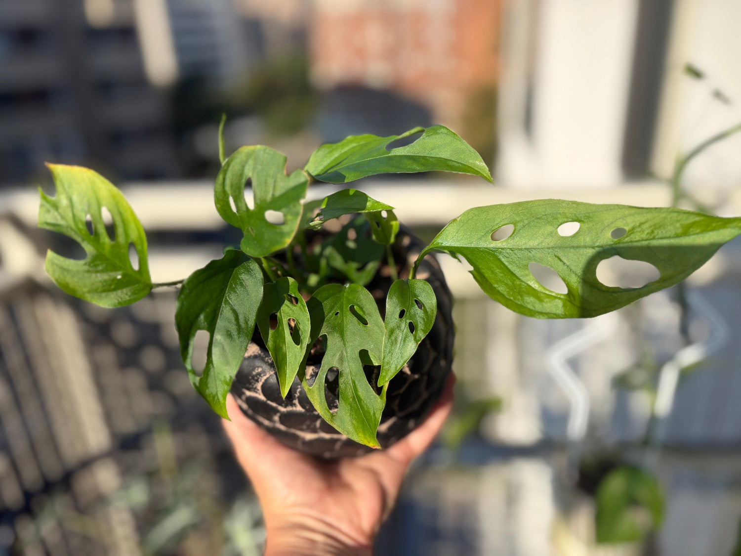 PLANTS
