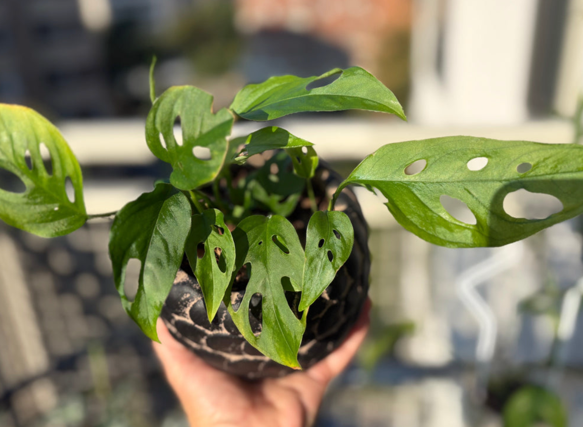 PLANTS